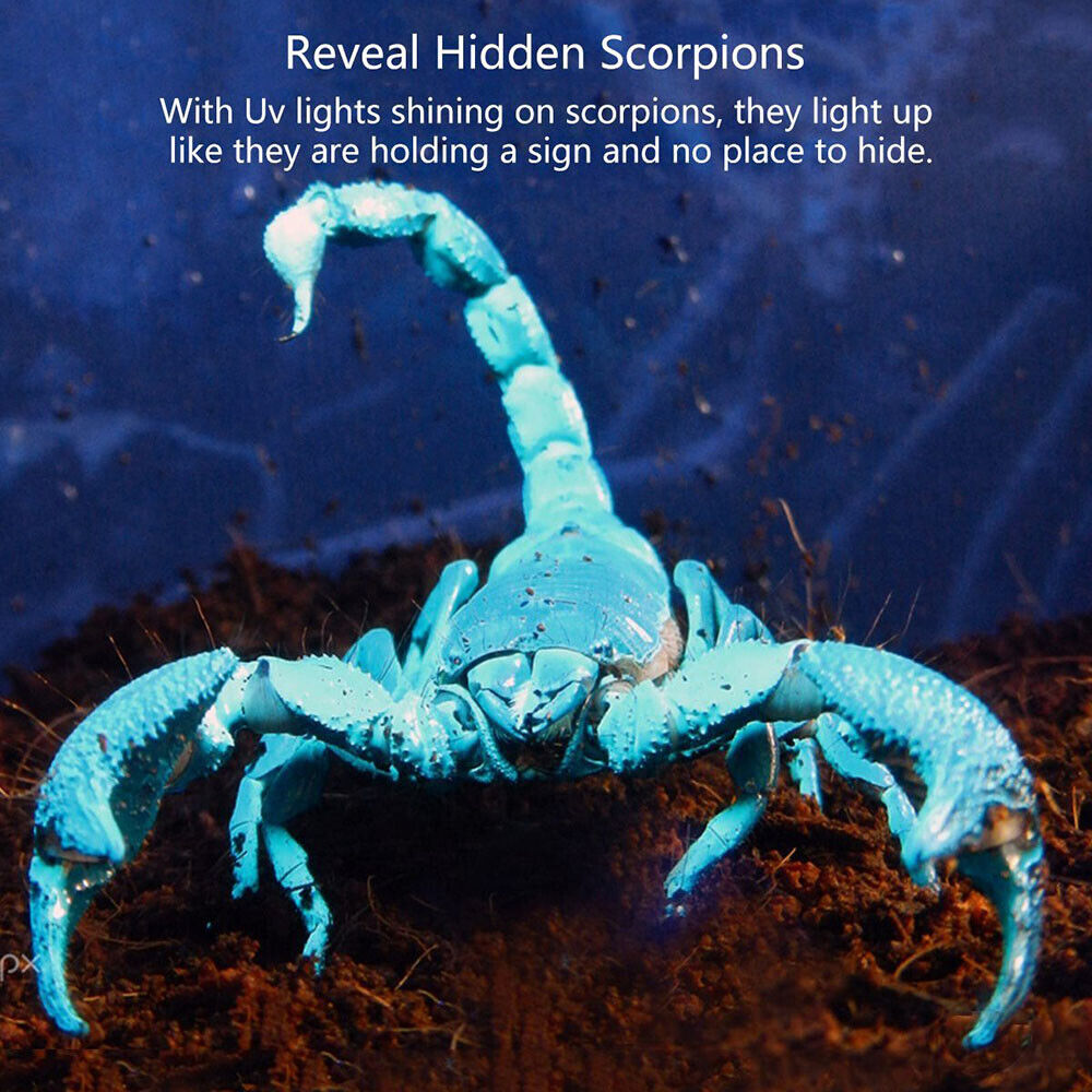 UV Flashlight Ultraviolet Blacklight Aluminum Torch Light (Battery included)